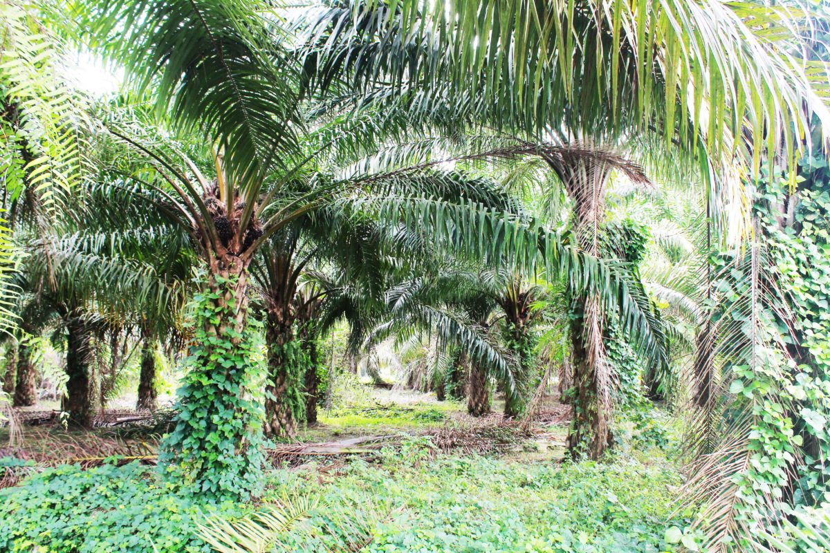 Batui 4 1200x800 1